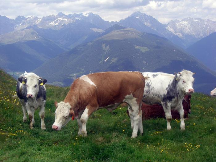 Bad Bergfallerhof Olang Buitenkant foto